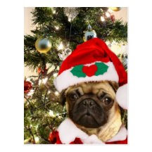 Christmas Pug dog Post Card