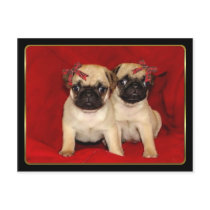 Christmas pug puppies post card