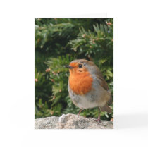 Christmas Robin Greeting Card