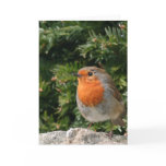 Christmas Robin Greeting Card