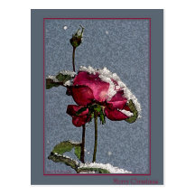 Christmas Rose Post Cards