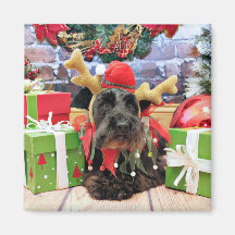 Christmas - Schnauzer - Sadie Refrigerator Magnets
