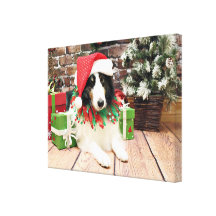 Christmas - Sheltie - Bandit Gallery Wrap Canvas
