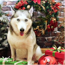 Christmas - Siberian Husky - Teagarden Portraits Photo Cut Outs