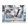 Christmas Snow over Bay Postcards