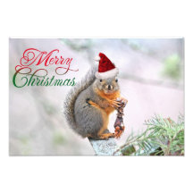 Christmas Squirrel Wearing Santa Claus Hat Photo