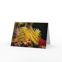 Christmas Tree Worm Spirobranchus Giganteus Greeting Card