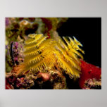 Christmas Tree Worm Spirobranchus Giganteus Print