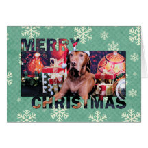 Christmas - Vizsla - Budda Greeting Card