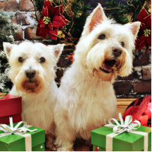 Christmas - Westies - Bailey and Callie Photo Cutout