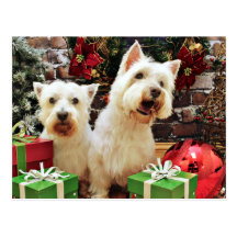 Christmas - Westies - Bailey and Callie Postcards