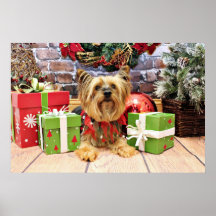 Christmas - Yorkie - Chloe Poster