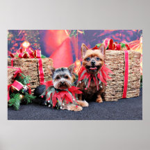 Christmas - Yorkshire Terrier - Chloe and Rocky Print
