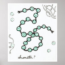 Chromatin print