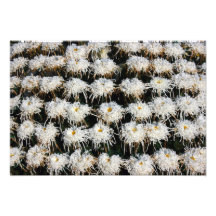 Chrysanthème Photographies D’art