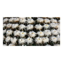 Chrysanthème Cartes De Vœux Avec Photo