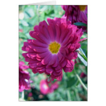 Chrysanthèmes Cartes De Vœux