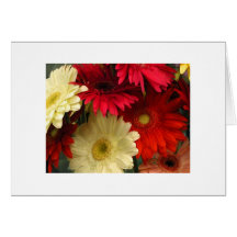 "Chrysanthèmes rouges et blancs " Cartes