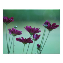Chrysanthemum and meaning custom invitations