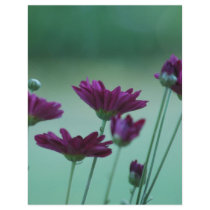 Chrysanthemum and meaning flyer design