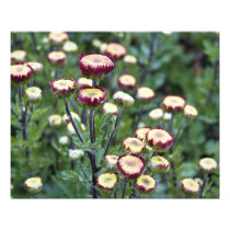 Chrysanthemum Buds 20" x 16" Photo Print