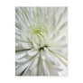 Chrysanthemum Flower Postcards