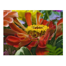 Chrysanthemum flower postcards