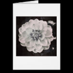 Chrysanthemum cartes