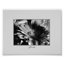 Chrysanthemum in Black and White Photo Print