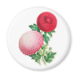 Chrysanthemums, Lady Talfourd and Purpurea Elegans Magnets