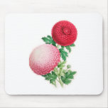 Chrysanthemums, Lady Talfourd and Purpurea Elegans Mousepads
