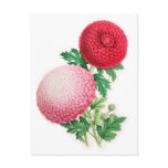 Chrysanthemums, Lady Talfourd and Purpurea Elegans Post Card