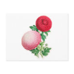 Chrysanthemums, Lady Talfourd and Purpurea Elegans Post Card