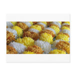 Chrysanthemums Postcard