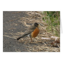 Chubby Bird NoteCard