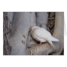 Chubby white dove in tree cards