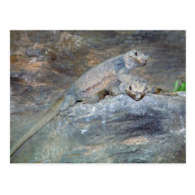 Chuckwalla Head Stand Postcard
