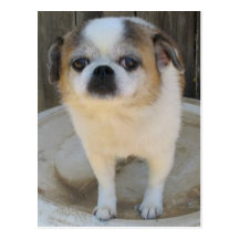 Chug Postcard