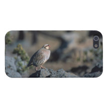 Chukar iPhone Cover - Savvy iPhone 5 Case