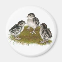 Chukar Partridge Chicks Fridge Magnets