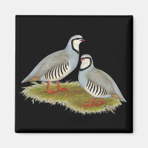 Chukar Partridge Pair Refrigerator Magnet