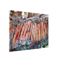 Chunk of resinous blackboy husk stretched canvas prints