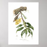 Chysis laevis by Miss Drake. Print