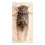 cicada cartes de vœux avec photo