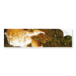 Cicada Claws Bumper Stickers
