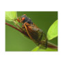 Cicada Postcard