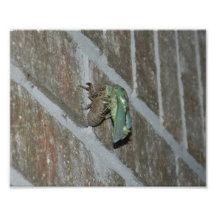 Cicada, Print Photo Art