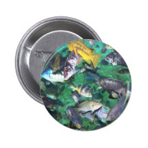 Cichlids, cichlids, and more cichlids! Fish fish! Pinback Buttons