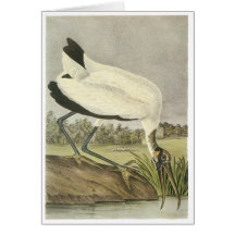 Cigogne en bois, John Audubon Cartes De Vœux