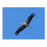 Cigogne en vol cartes postales